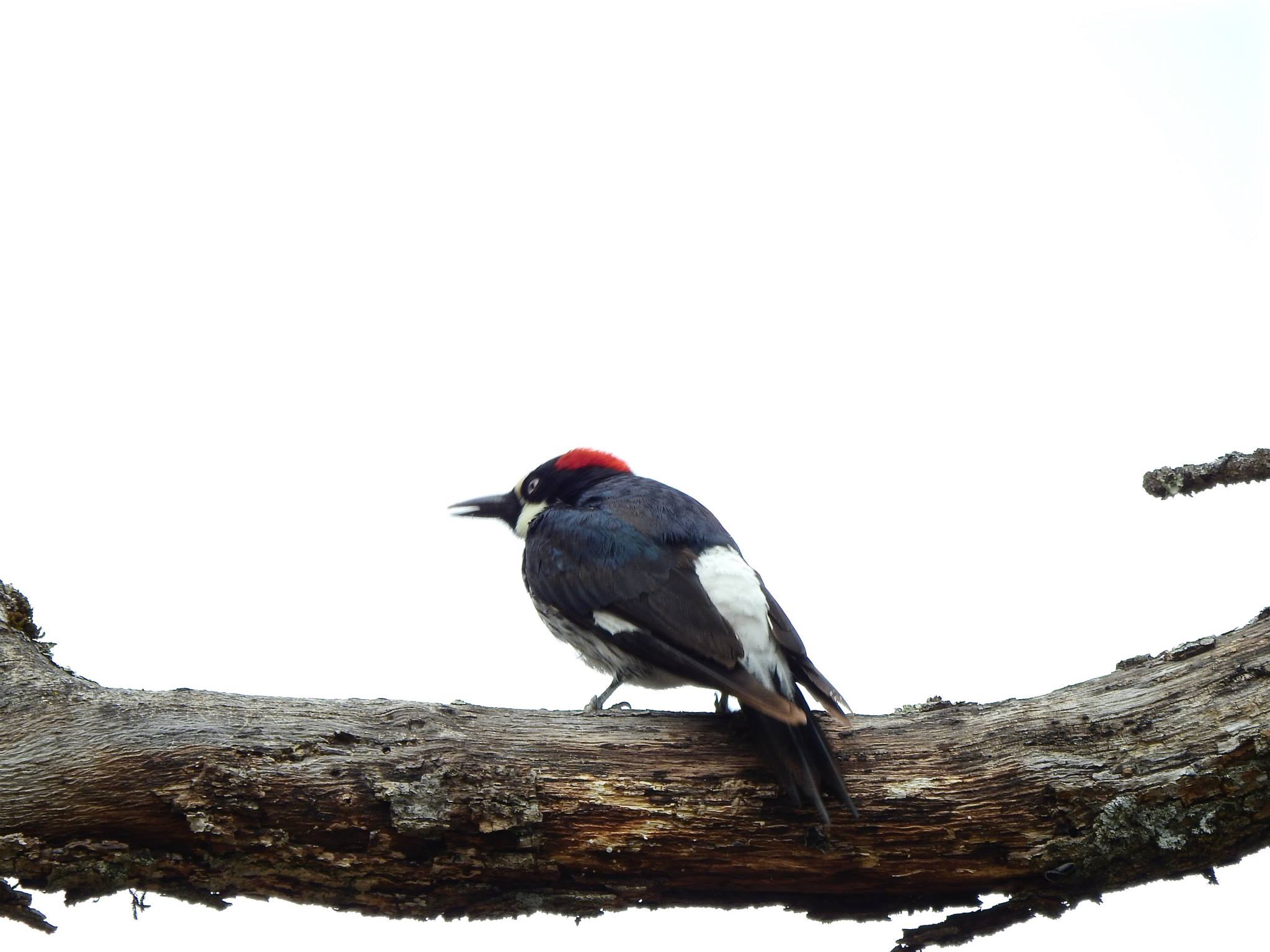 Photo by my friend Ken Miracle. (taken in California but looks just like the acorn woodpecker here in Arizona).