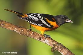 Baltimore Oriole (Courtesy All ABout Birds, Cornell: http://www.allaboutbirds.org/guide/Baltimore_Oriole/lifehistory