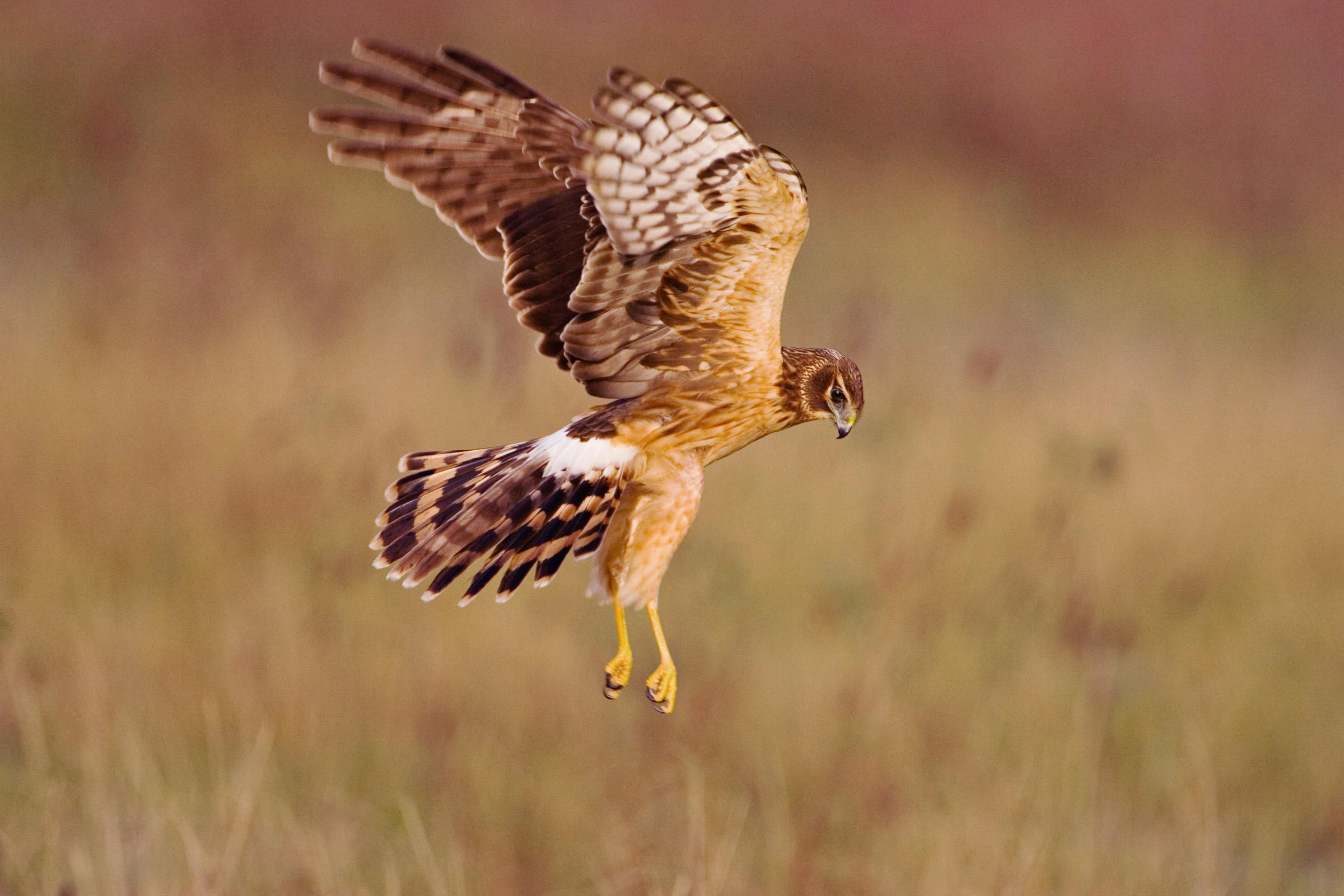 Northern Harrier, courtesy of Audubon. See Field Guide: http://www.audubon.org/field-guide/bird/northern-harrier