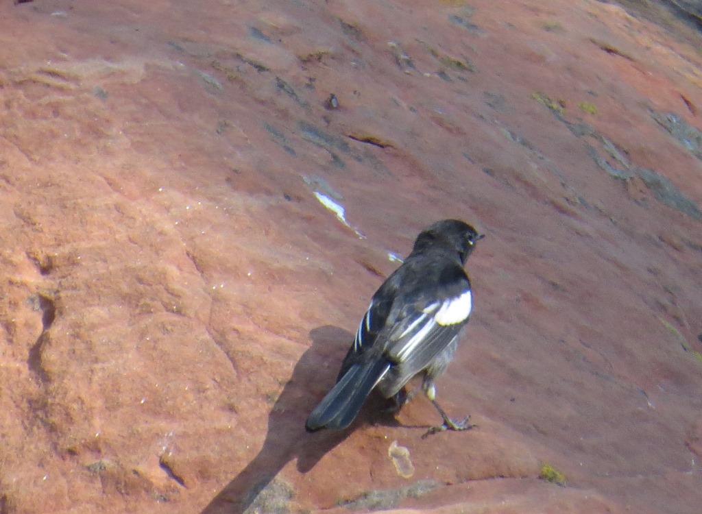 paintedrestartjuvenile