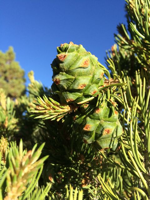 pinyonpine