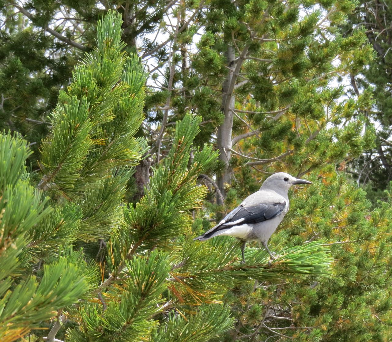 The Clark's nutcracker plays a key role --plucking white bark pine seeds, burying them in different places in the ground for later retrieval, and inadvertently perpetuating an important kind of forest. The seeds of white bark pines are exceptionally nutritious for birds and animals--like ground squirrels and chipmunks too!