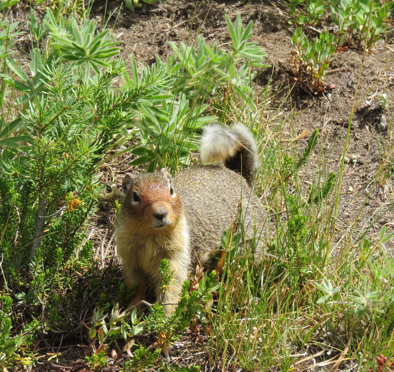 Columbian ground squirrel