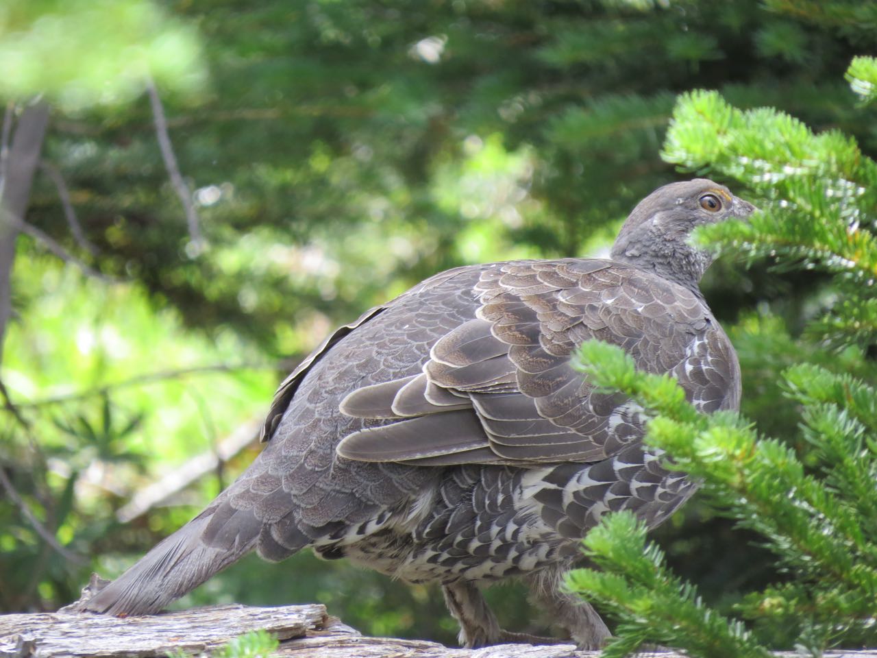 duskygrouse