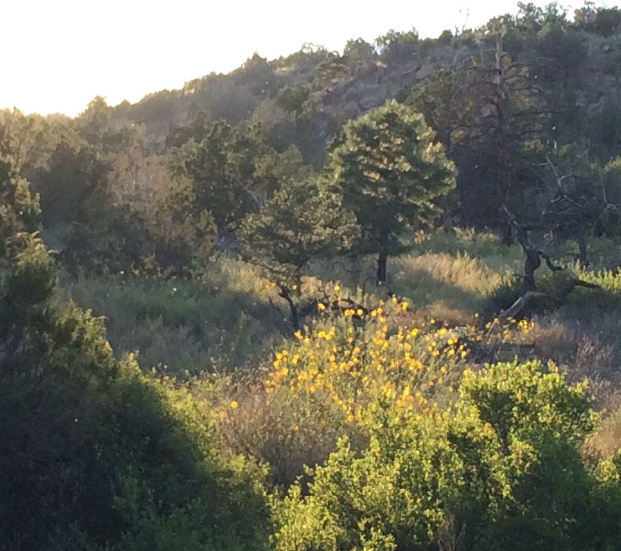settingsunonsunflowers