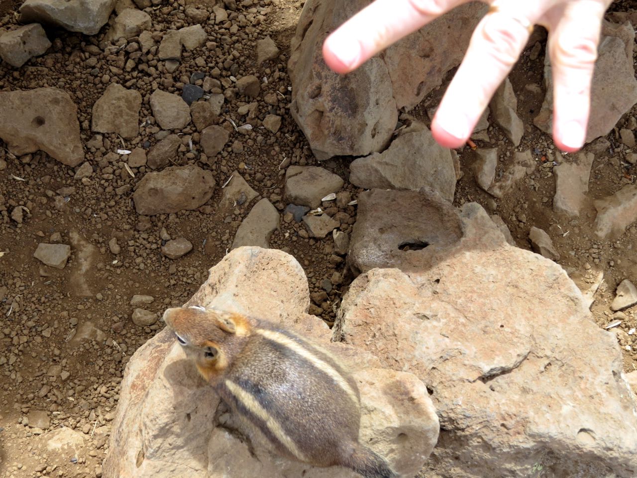 How close people come to golden-mantled ground squirrels on Mt Howard.