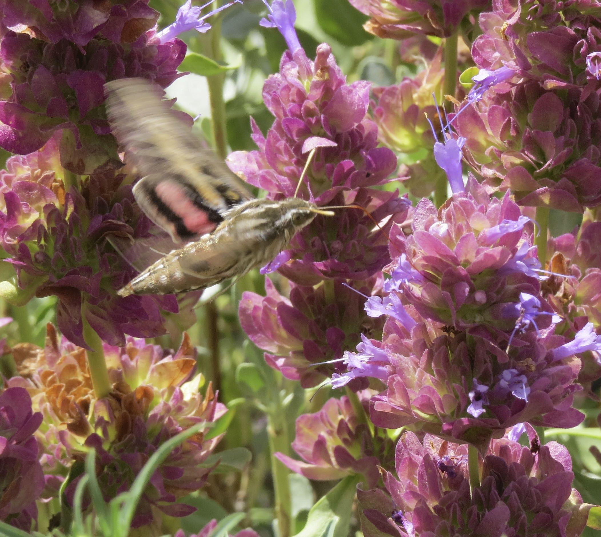 White-lined Sphinx Moth