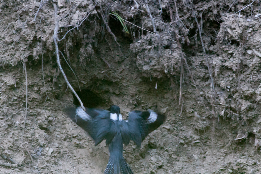 A belted kingfisher flies up to deliver a fish to chicks inside the burrow hole on Rattlesnake Creek (photo by Mateusz Piesiak, young Polish incredible bird photographer)