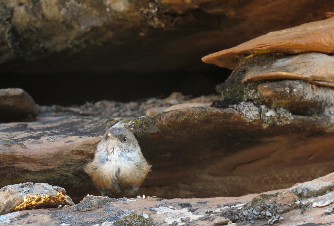 canyon wren Colorado