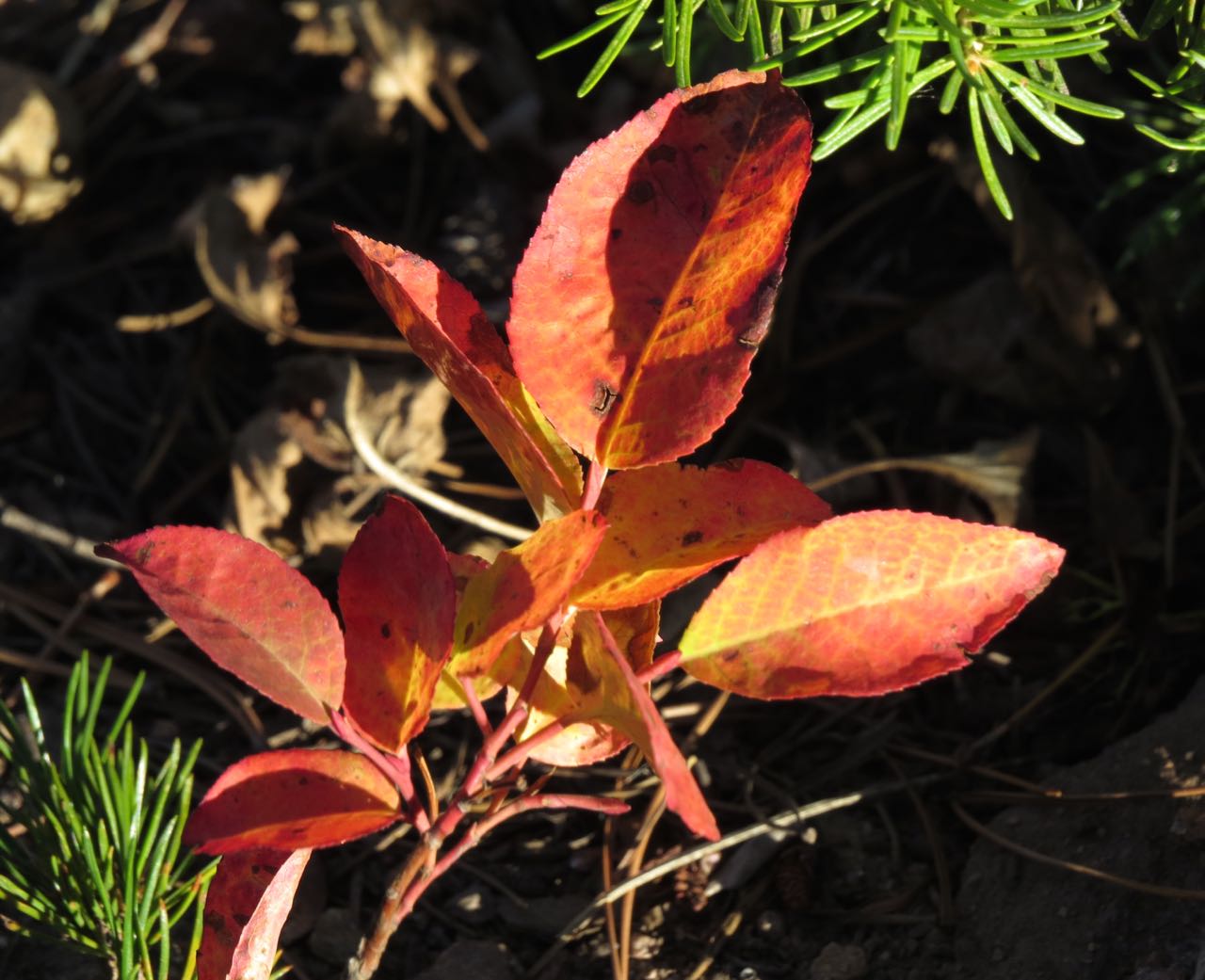 huckleberry leaves & pine needles