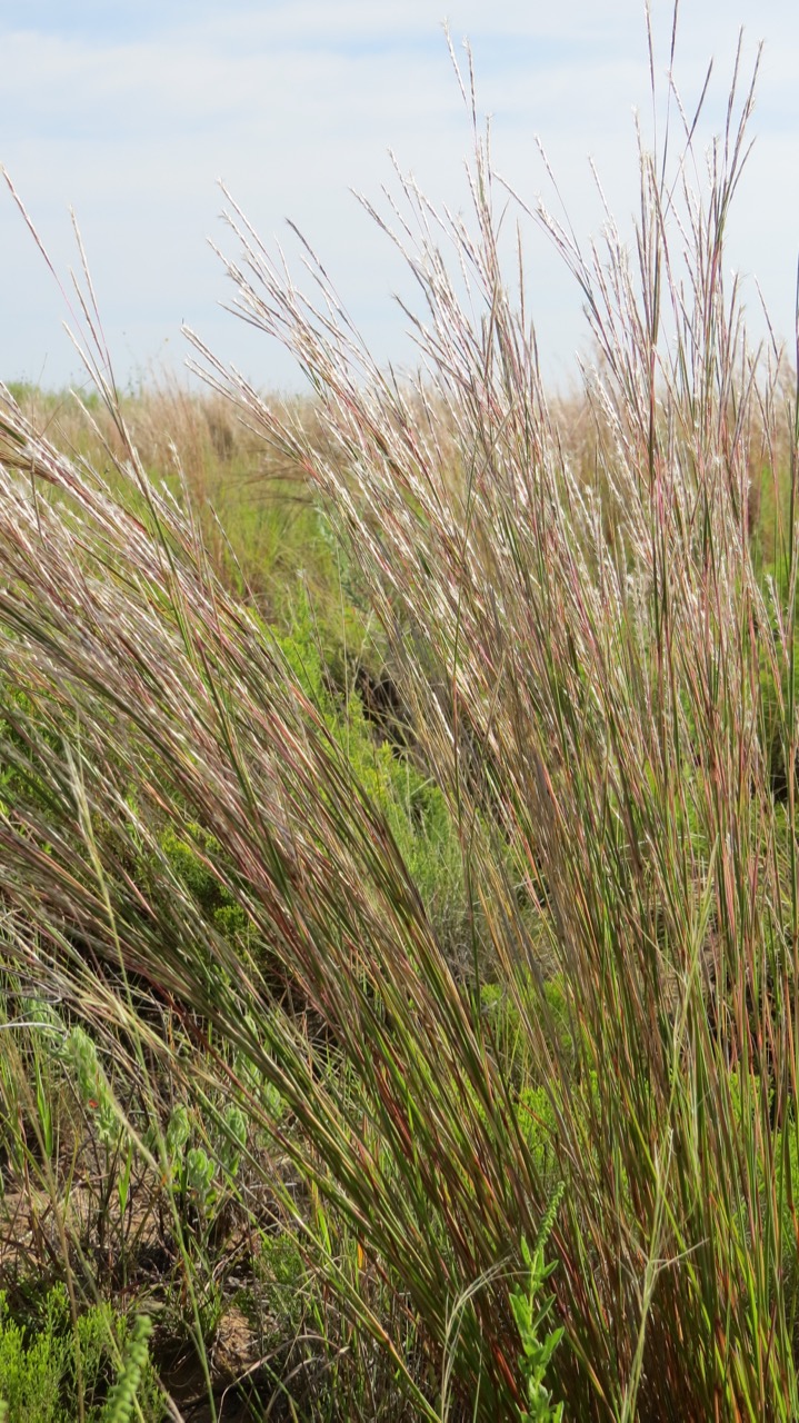 Bluestem native grass