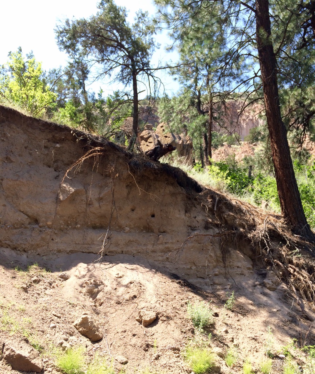 Kingfisher nest bank: Bandelier National Monument
