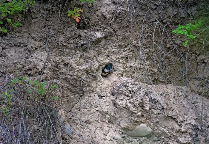 Kingfisher chick at nest hole