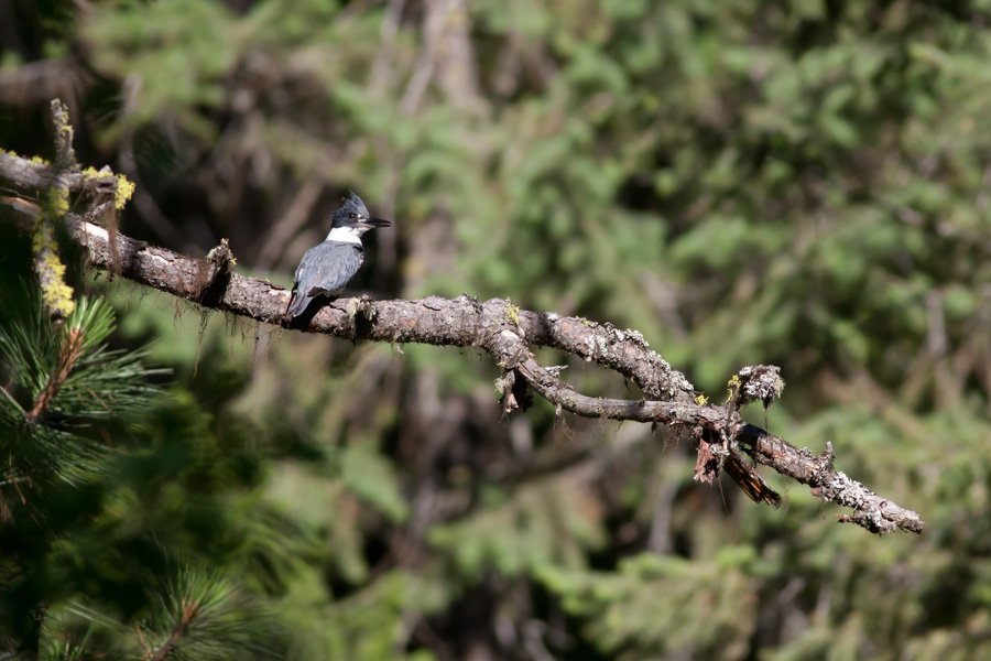 kingfisherperched-mateusz-2014