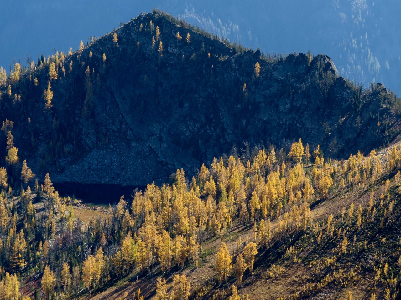 Alpine larch shines in a lake basin visible from the top of St. Mary's Peak.