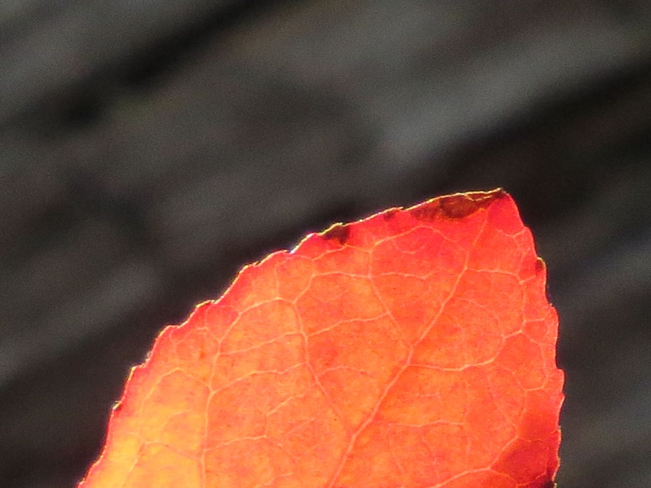 red leaf closeup