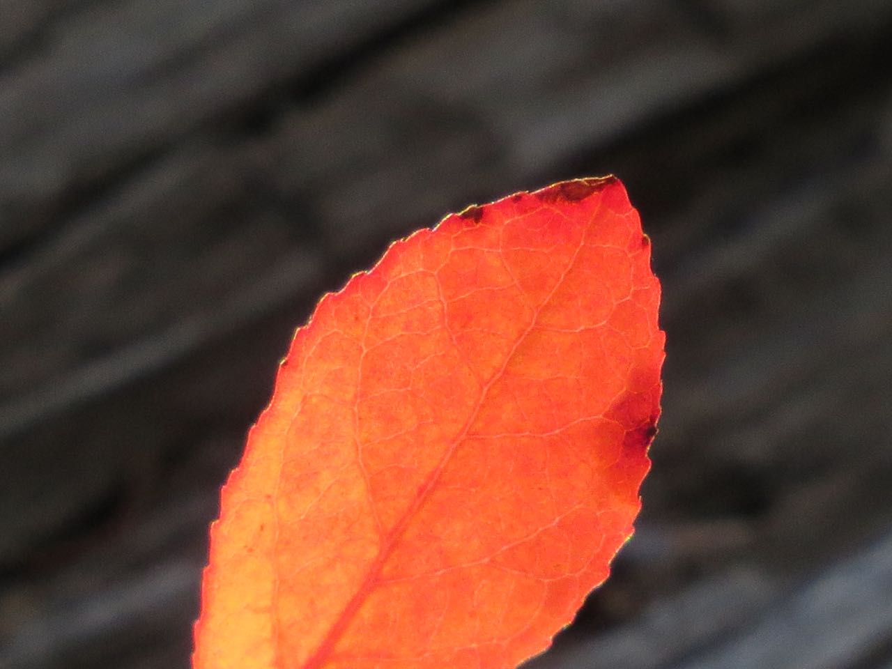 red leaf