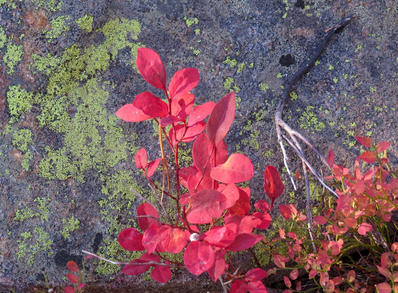 redleaf&lichen