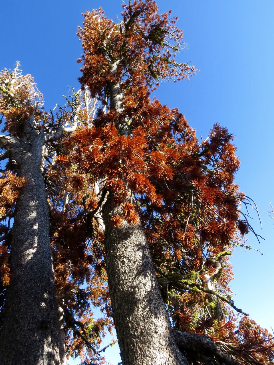 sienna colored pine needle tree