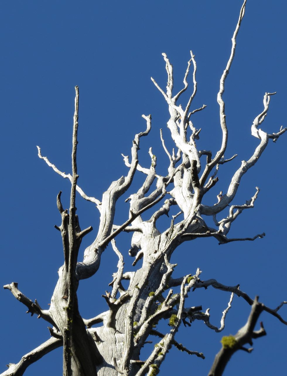 whitebarkpine snag & sky
