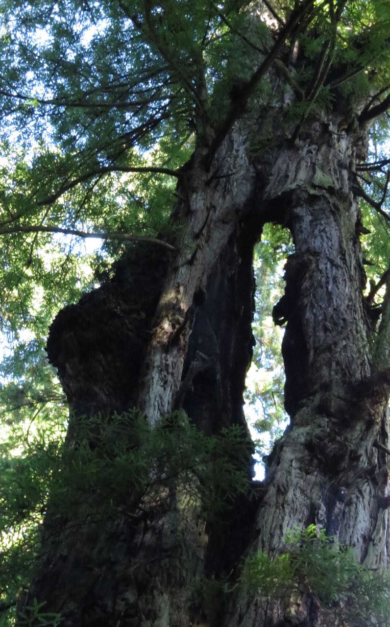 A burned yet living Redwood tree.