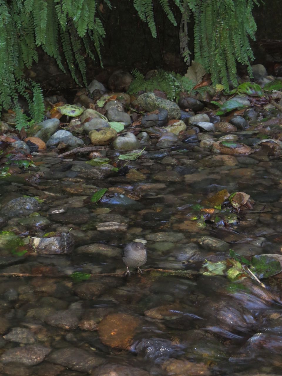 Dipper in Fern Canyon