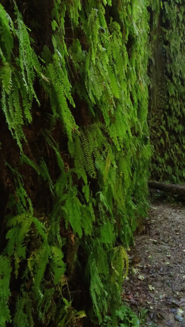 Fern Canyon wall- narrow view
