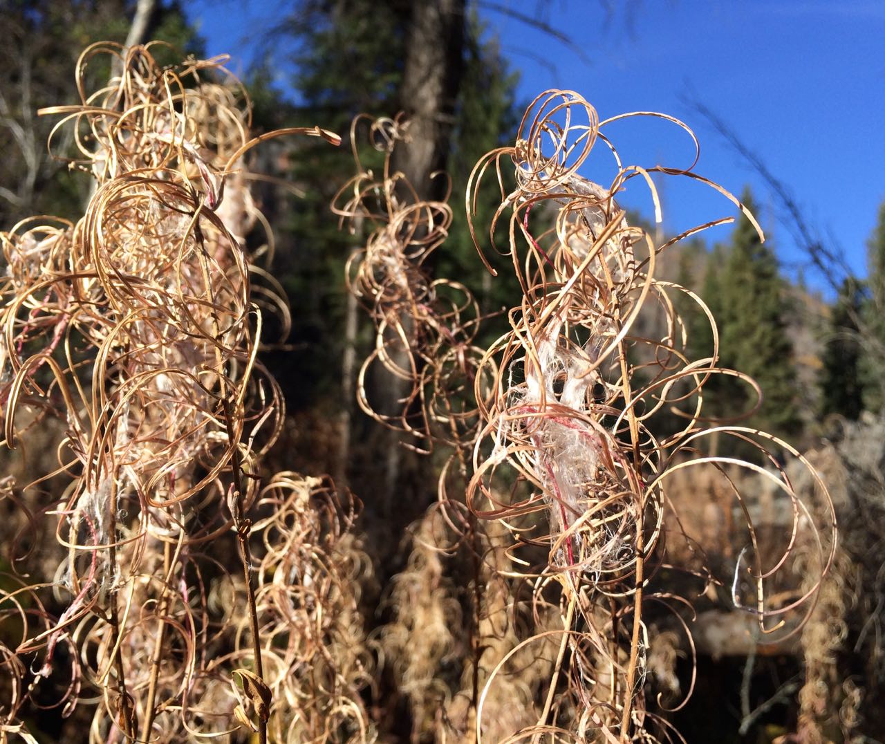 fireweed closeup