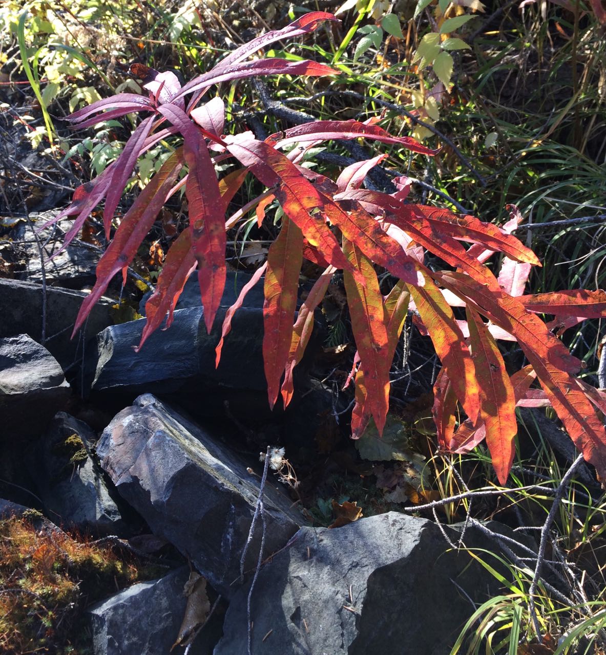 fireweed red leaves