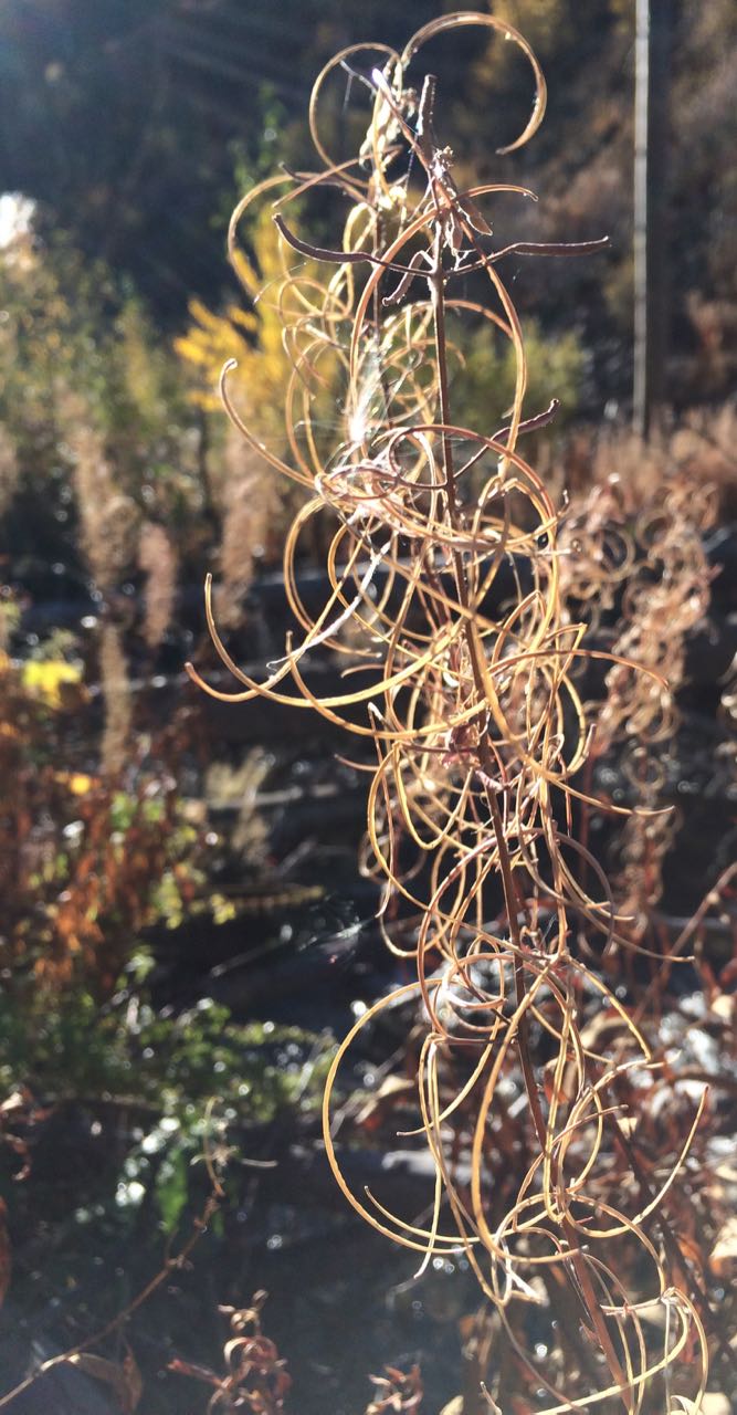 fireweed vertical