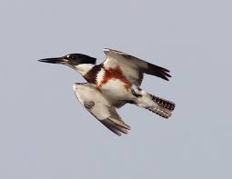 Female in flight (from www.carolinabirdclub.org)