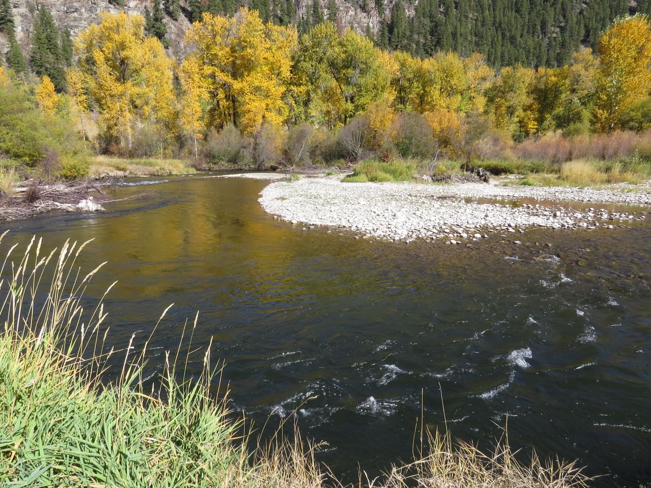 Cottonwoods on Rock Creek (Marina Richie photo)