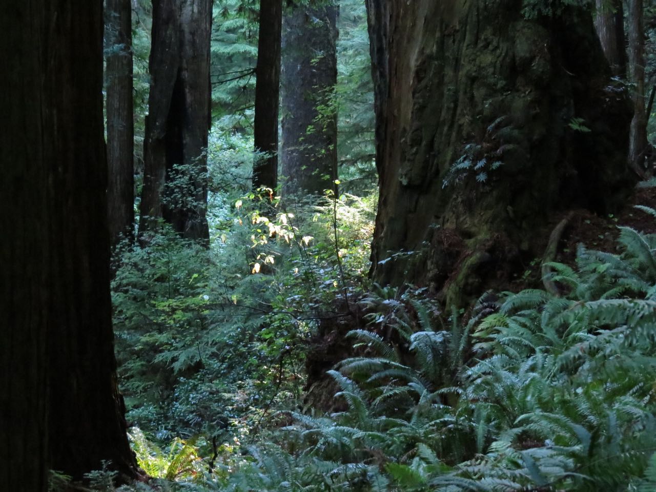 Redwoods forest