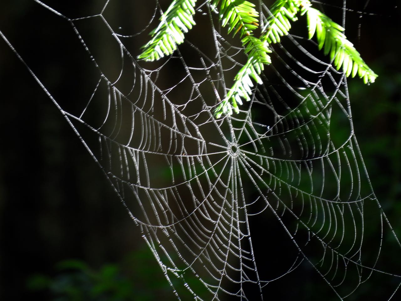 Spider web on Redwood branch.