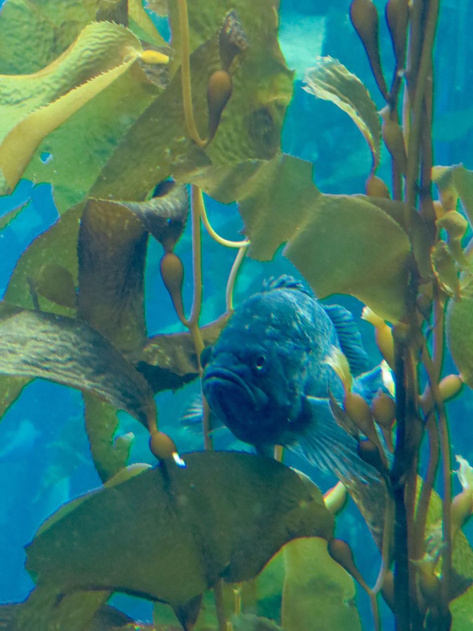 fish resting in kelp monterey bay aquarium