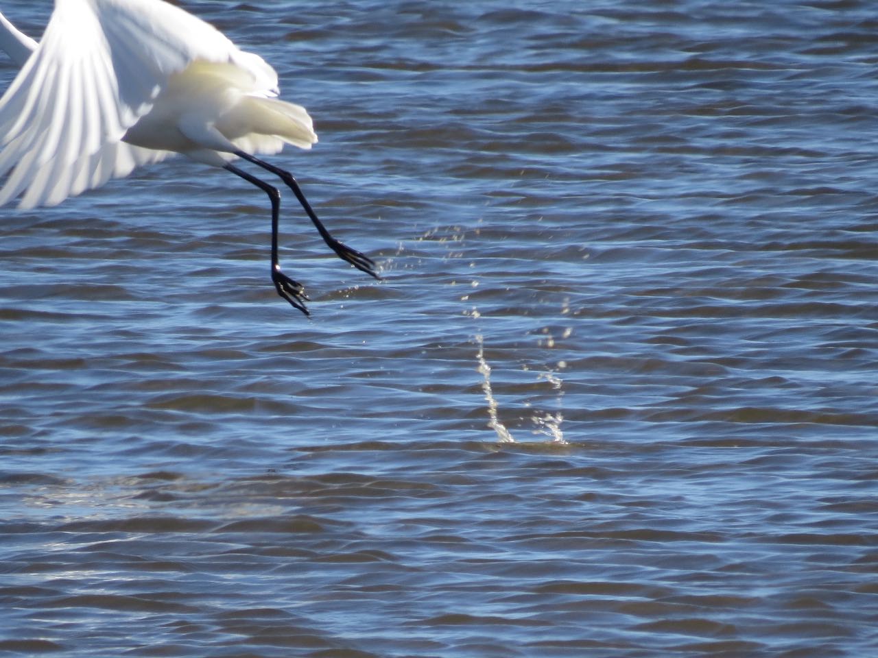 Writing can be so tough! Like missing that take-off photo of the egret at Tomales Bay-- so close, but all that remains are the droplets splashing in the water.