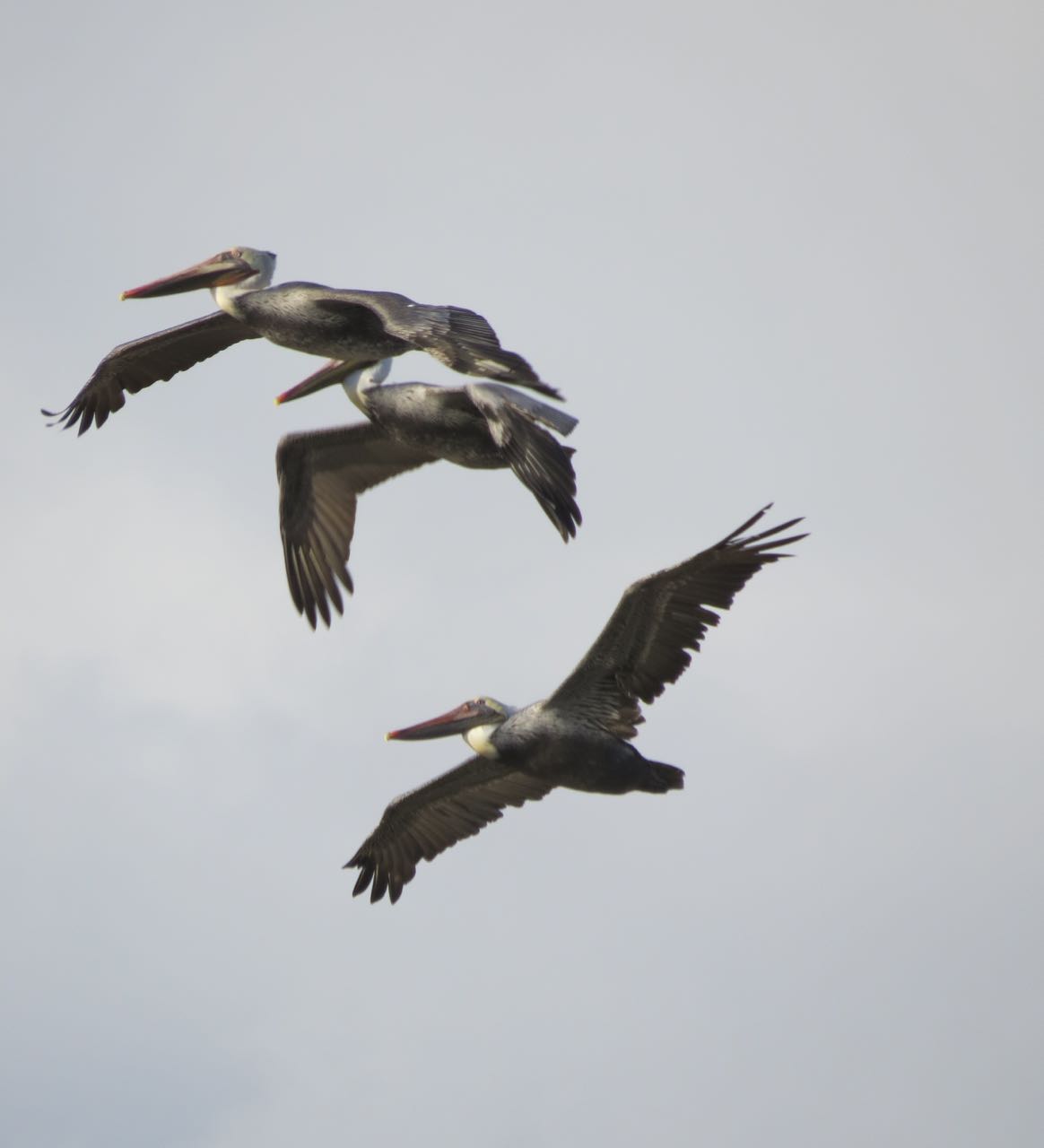 pelicans overhead pt reyes