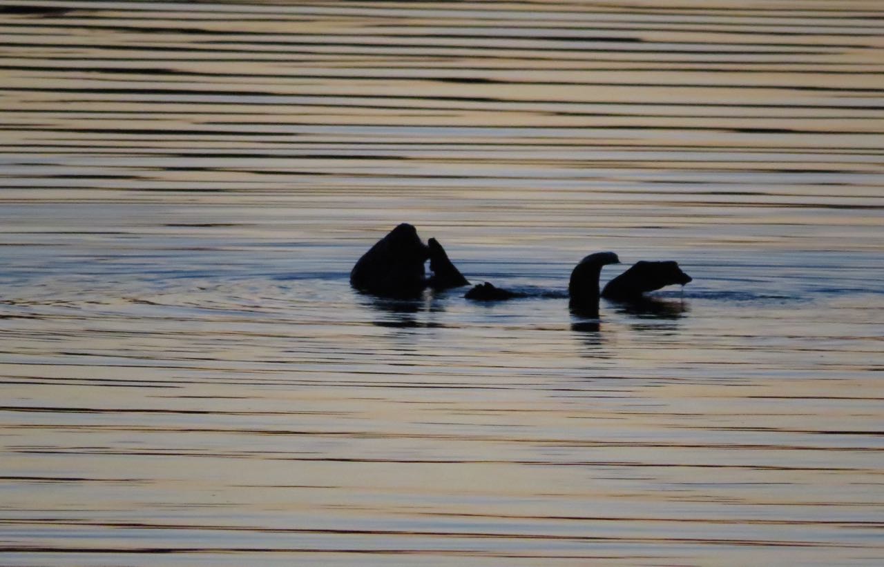 sea otter Morro Bay sunset.jpg