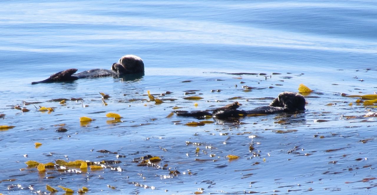 sea otters big sur