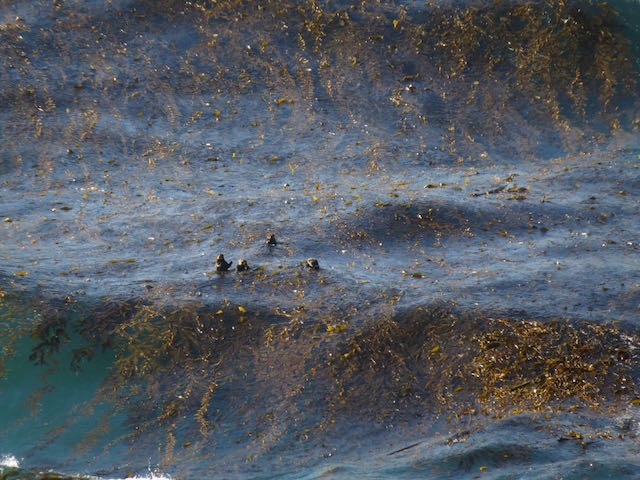 sea otters in kelp Big Sur