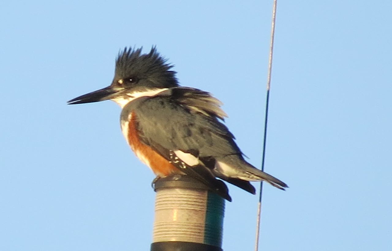 Belted Kingfisher female, Morro Bay