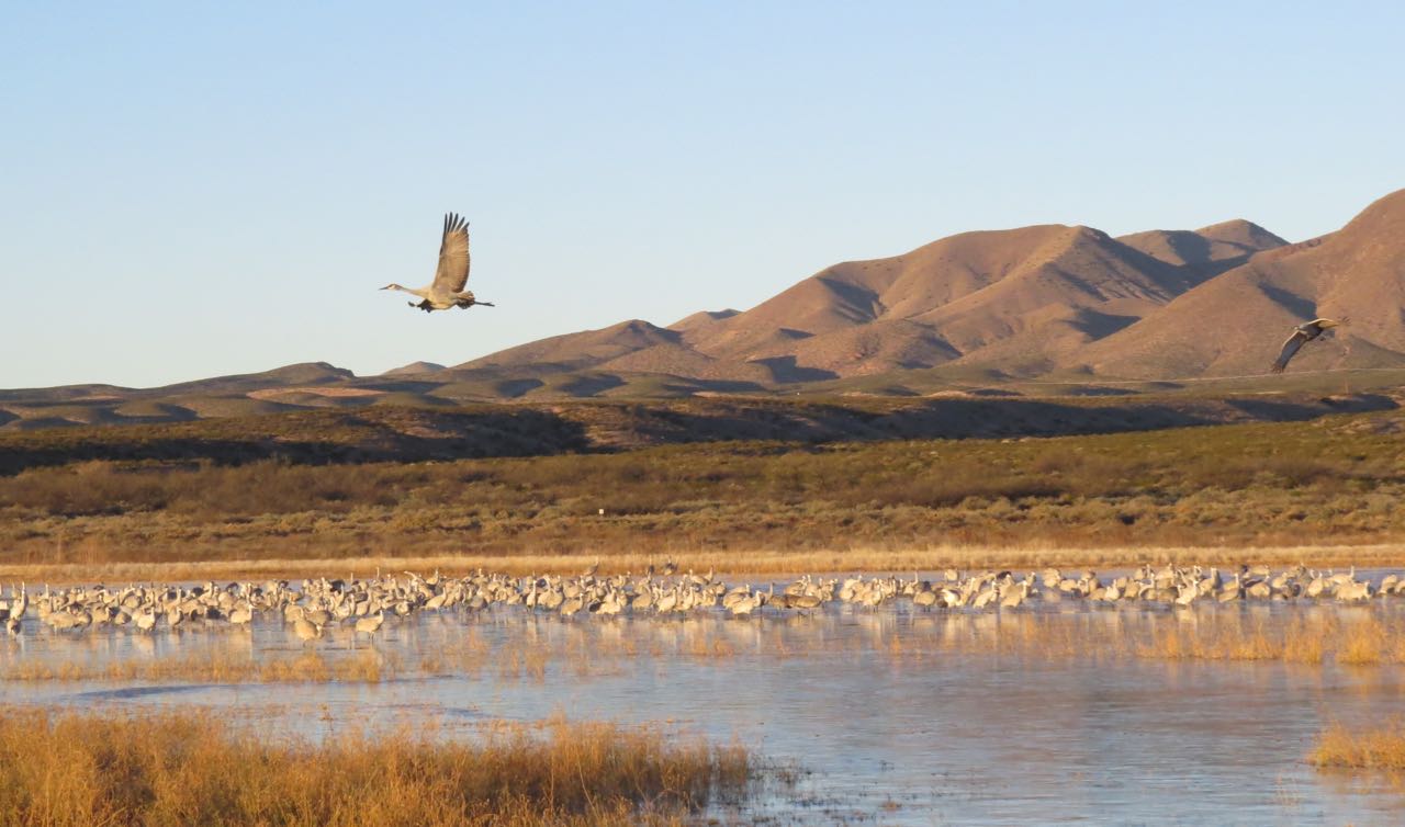 crane flying over flocks