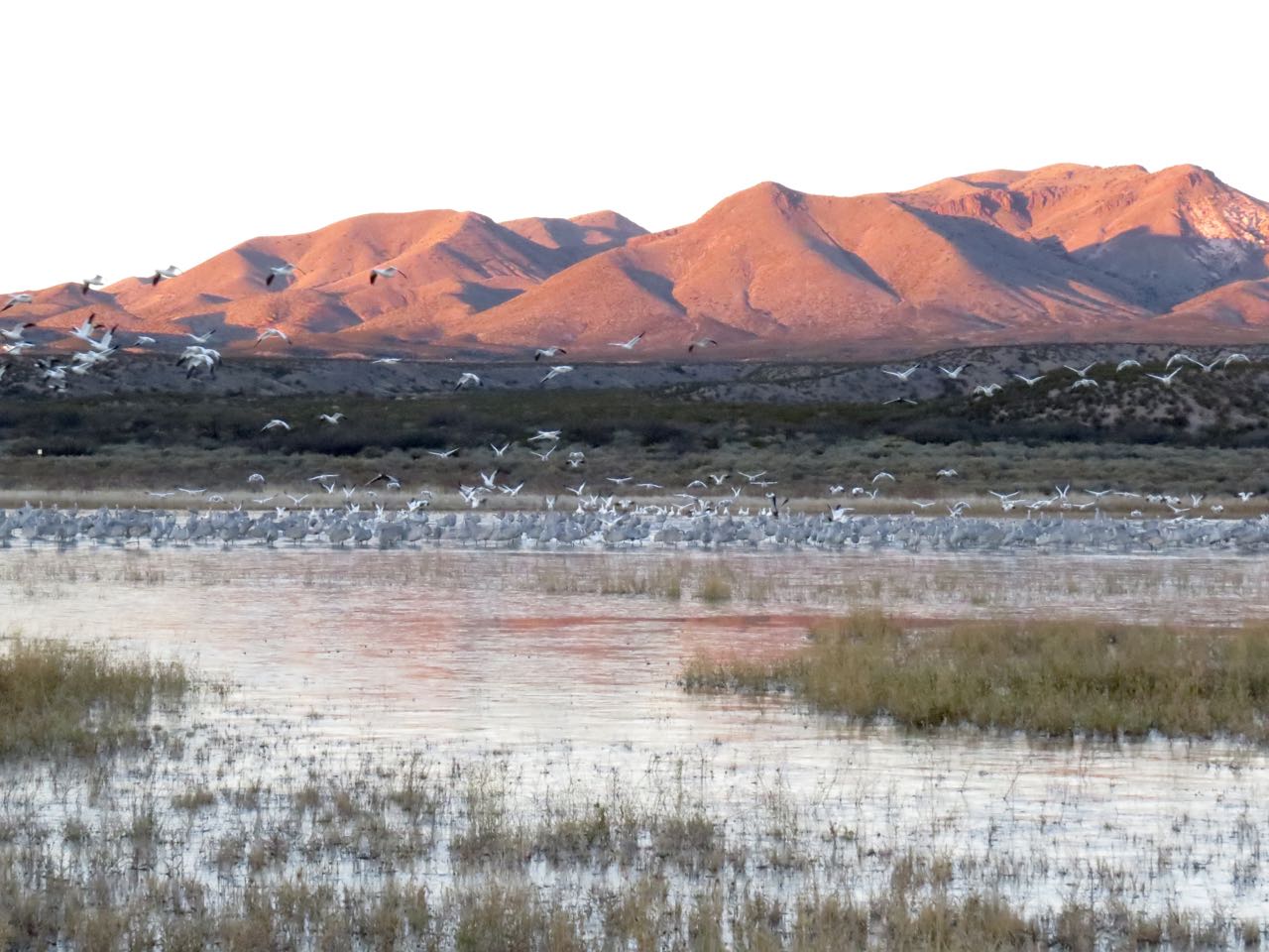 dawn snow geese and cranes