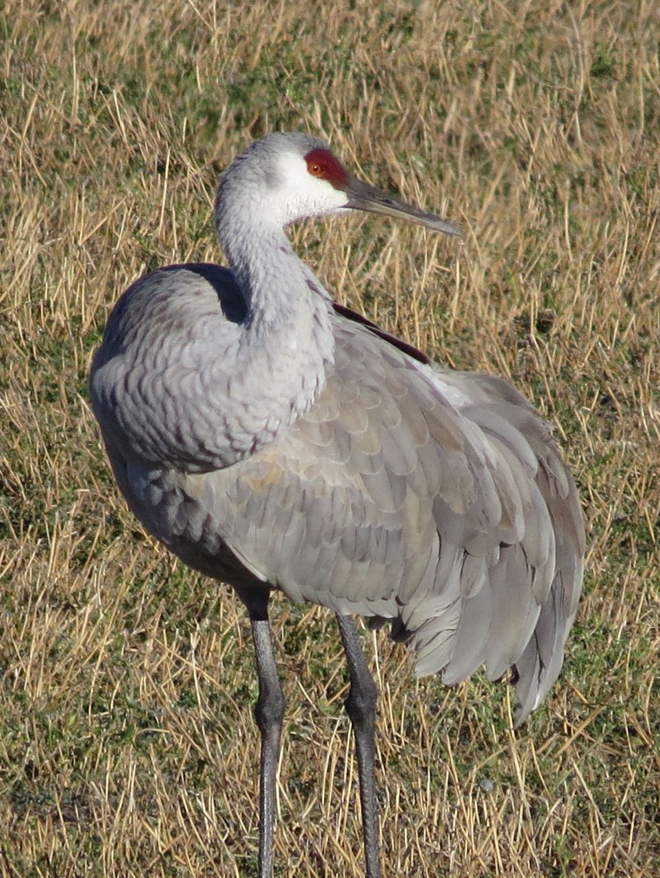 lone crane sculpture-like!