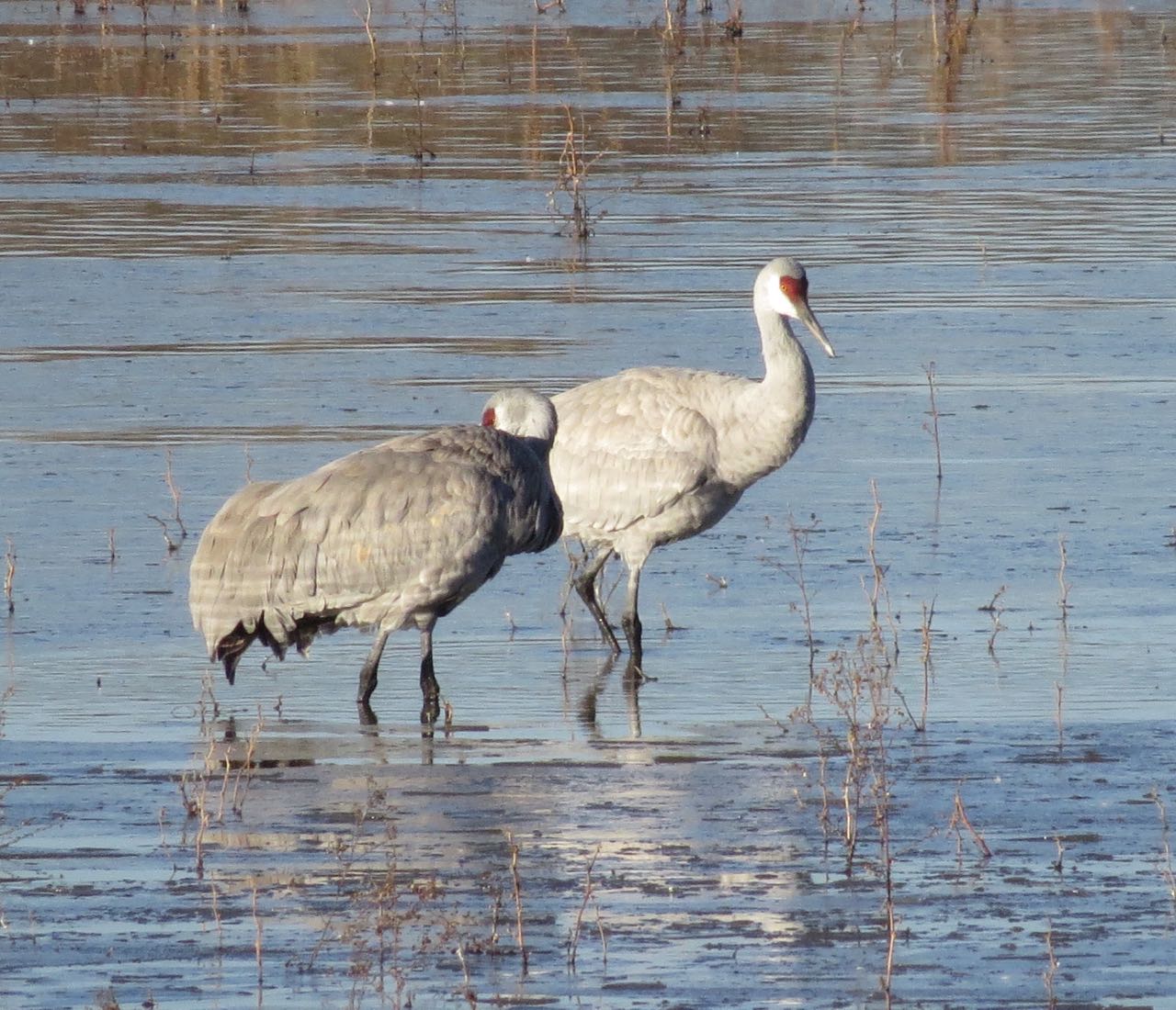 pair of cranes