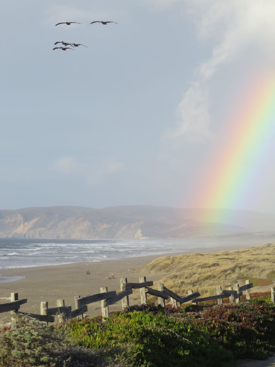 Rainbow with pelicans-North Beach pt reyes