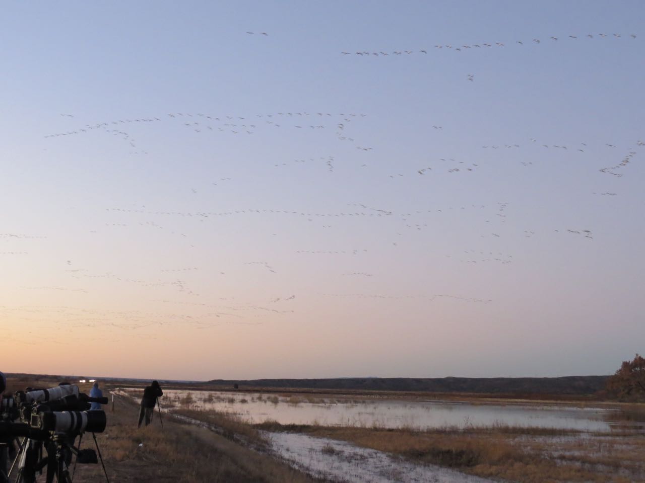 snow geese flying in at dawn