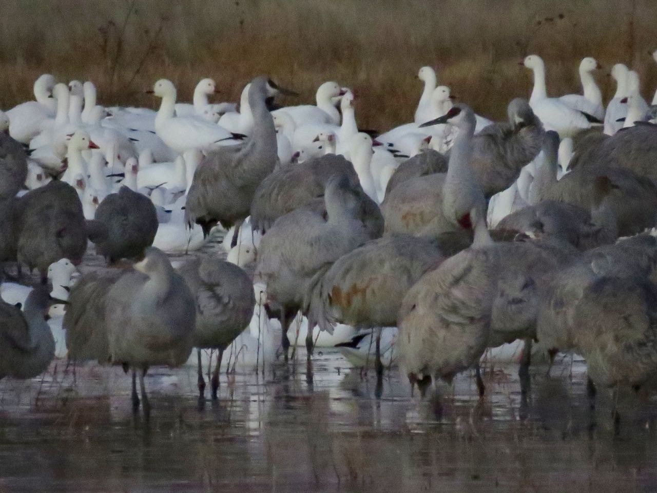 snow geese mingling with cranes