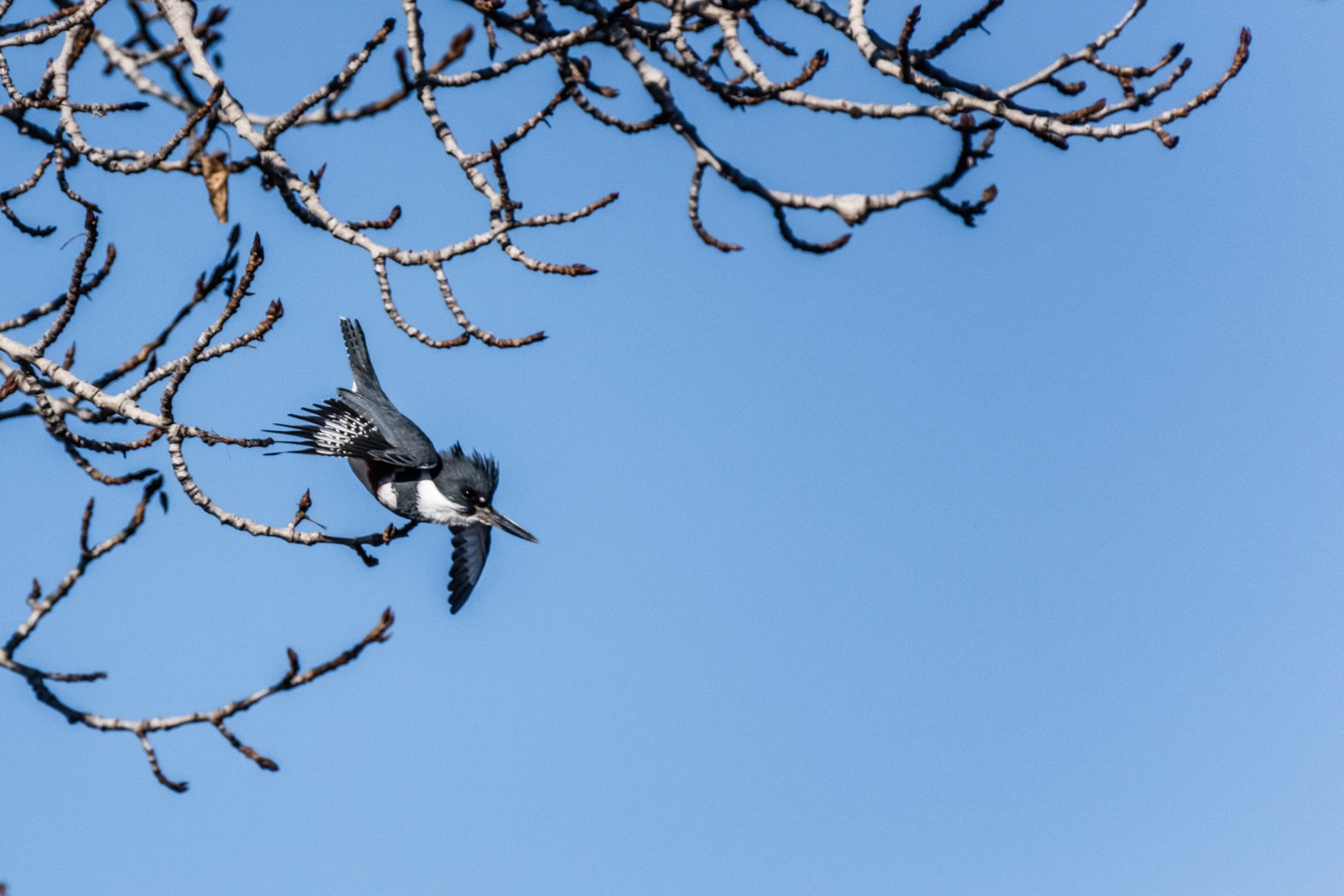 12465812_10205349102948753_3557278569883697688_o