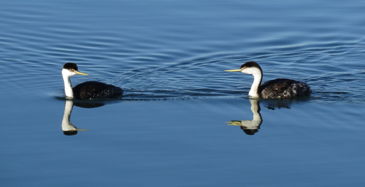 2 grebes meeting up morro bay.jpg